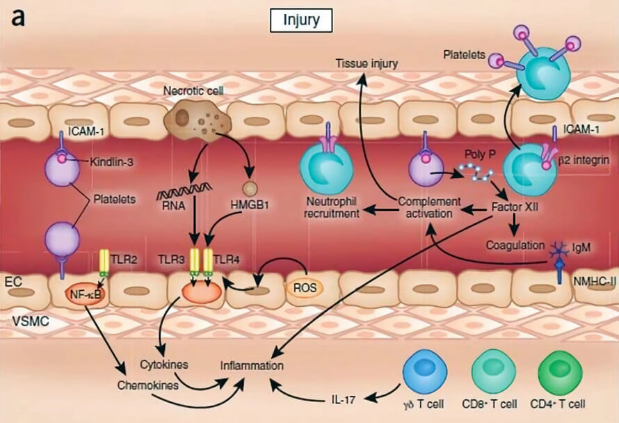 Biological timeline of transplanted graft