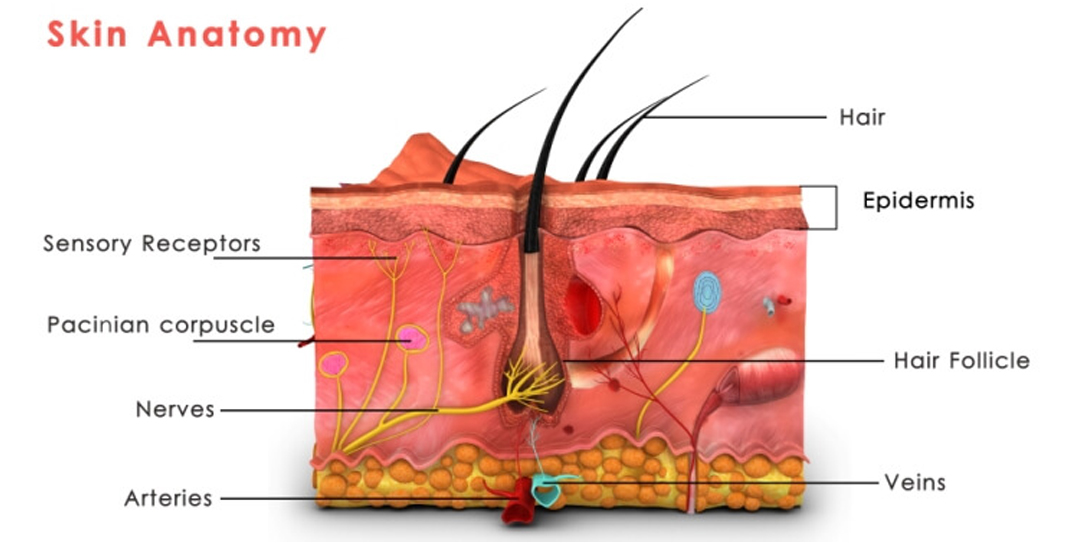 Full-thickness skin graft anatomy